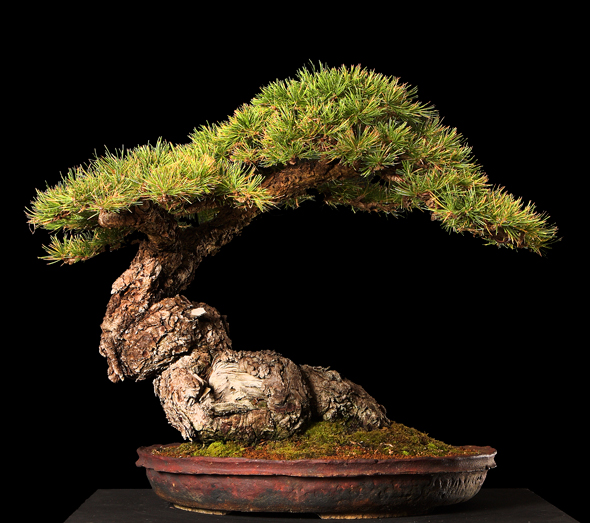 Bonsai, cay canh nghe thuat, cây cảnh nghệ thuật, cay the, cây thế, triển lãm bonsai, trien lam bonsai, triển lãm cây thế, trien lam cay the